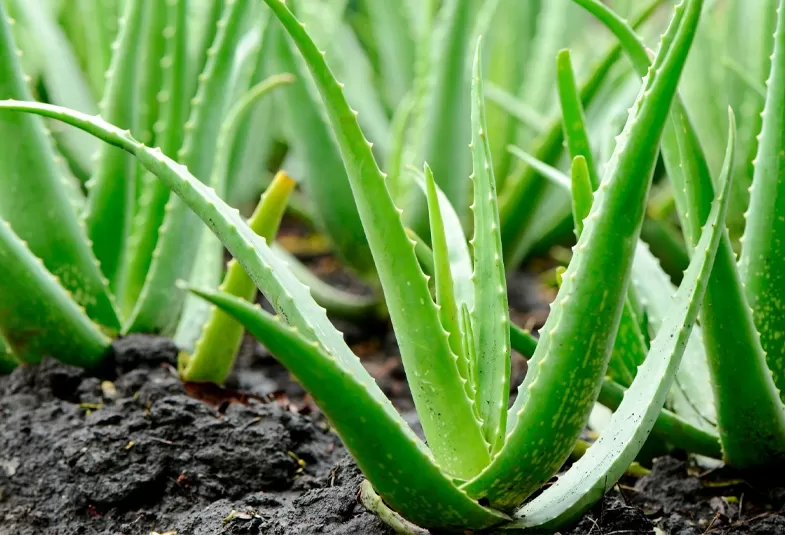 Aloe vera